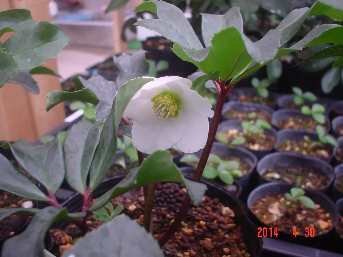 クリスマスローズの発芽から花の咲くまで｜そだレポ（栽培レポート）by