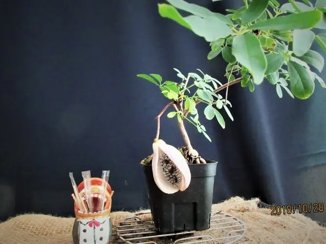 アケビ　幹太いです アケビ 幹太いです アケビ（木通） - 庭木図鑑 植木ペディア