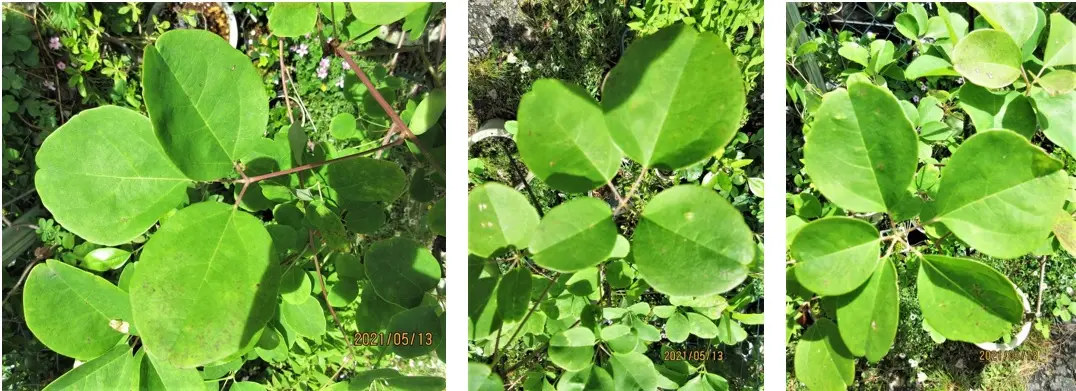 鉢（3号鉢）にアケビをならしたらプロだ！｜そだレポ（栽培レポート