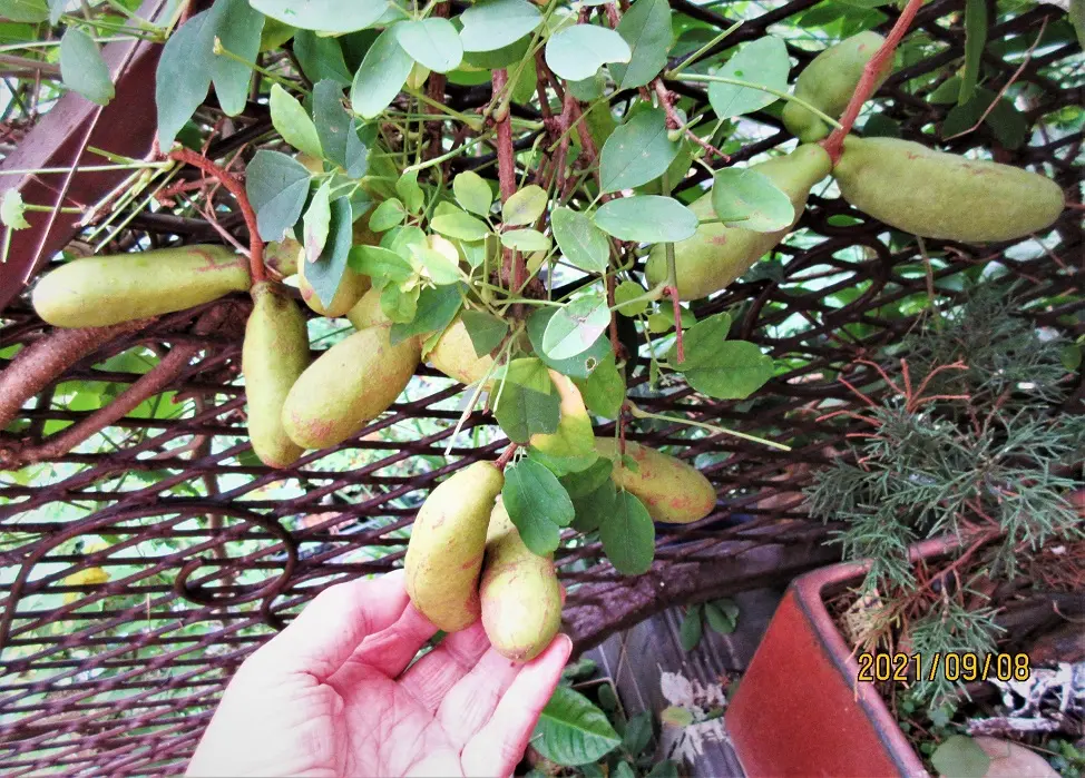 鉢（3号鉢）にアケビをならしたらプロだ！｜そだレポ（栽培レポート