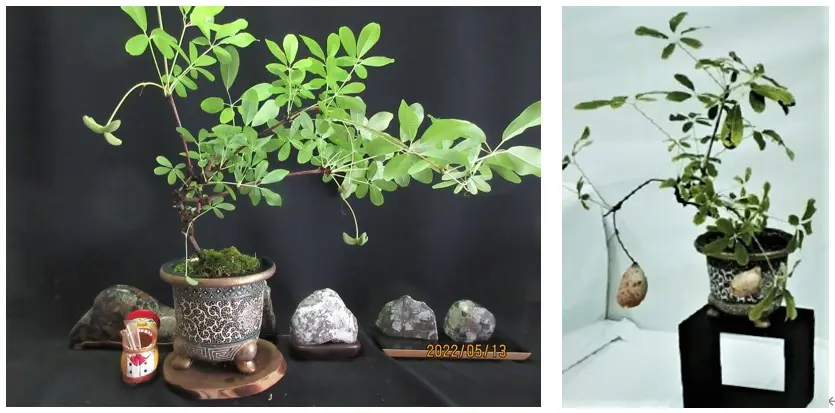 鉢（3号鉢）にアケビをならしたらプロだ！｜そだレポ（栽培レポート