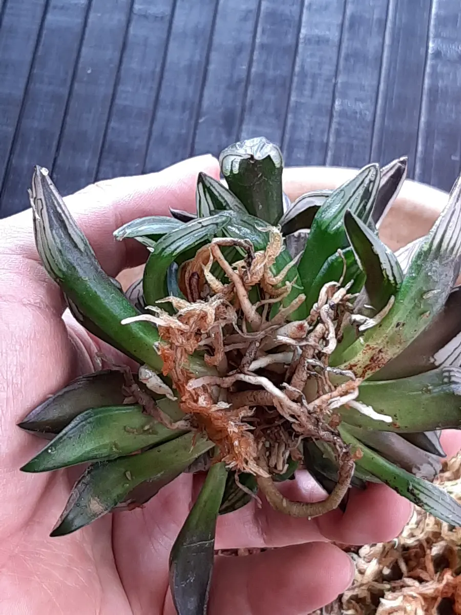 多肉植物 ハオルチア アトロフスカミュータント錦 - メルカリ