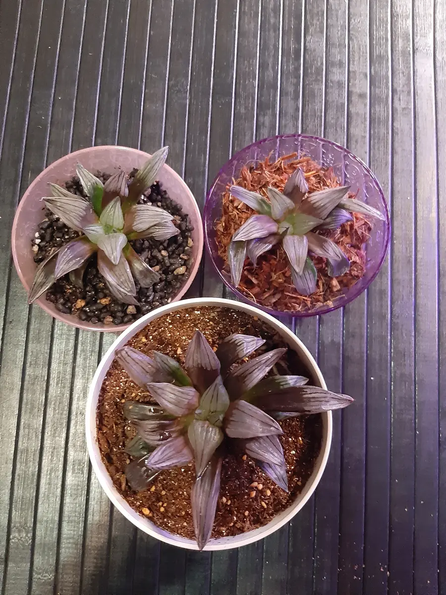 多肉植物 ハオルチア アトロフスカミュータント錦綴化(枝変わり) 発根管理中 Yahoo!オークション -「アトロフスカミュータント」の落札相場