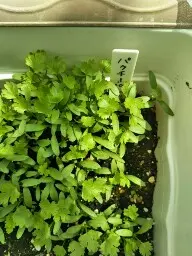 初めてのパクチー成長記録2021年4月｜そだレポ（栽培レポート）by