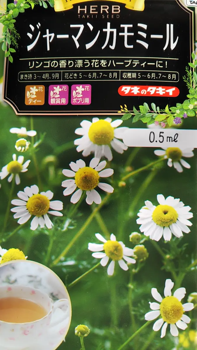 種からのジャーマンカモミール｜そだレポ（栽培レポート）byはこね