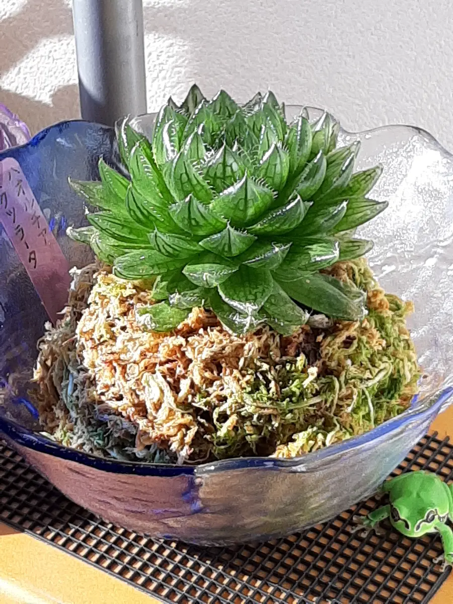 グラキリスピクツラータの苔玉風｜そだレポ（栽培レポート）by隠し剣
