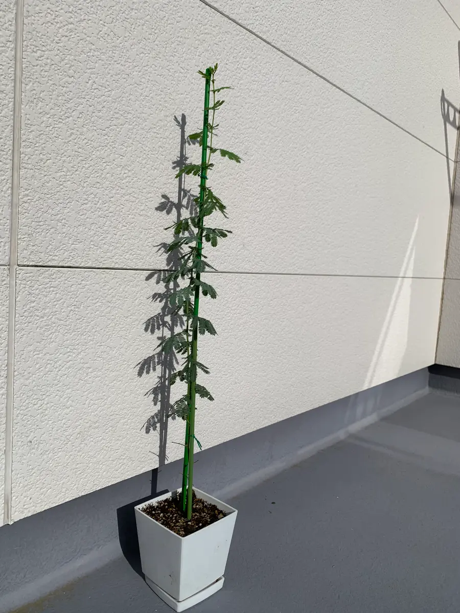 ギンヨウアカシア　ミモザ　鉢植え アカシア：ギンヨウアカシア6号ポット の通販 | 園芸ネット