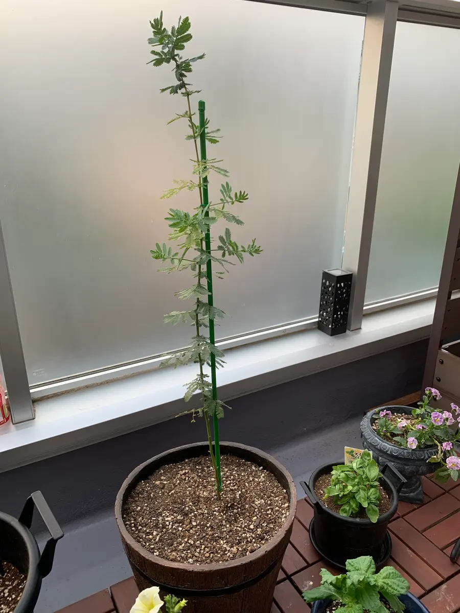ミモザ（ギンヨウアカシア）の花は咲くのか！？｜そだレポ（栽培