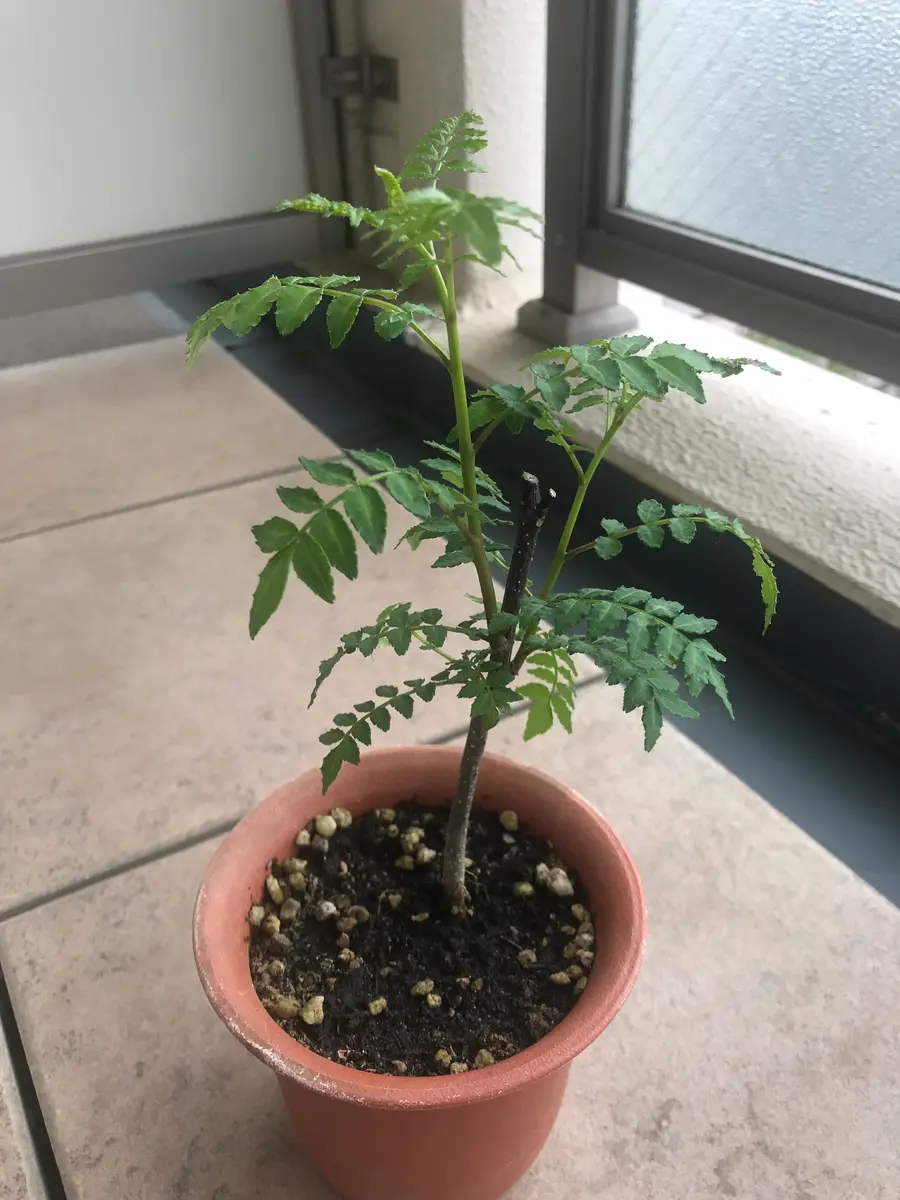 小さな山椒の苗木を購入。｜そだレポ（栽培レポート）bysyk｜みんなの