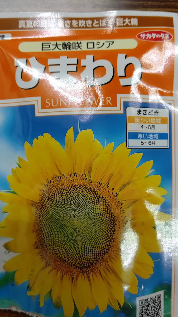 4月19日ひまわり🌻育成チャレンジスタート｜そだレポ（栽培レポート