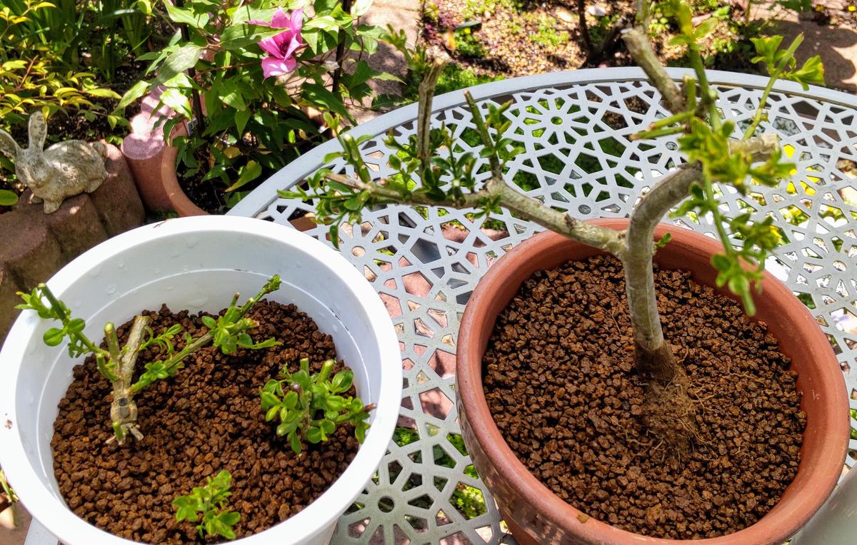植物 黄梅 盆栽 育て方 中品盆栽 特選黄梅 現 おうばい Oubai bonsai