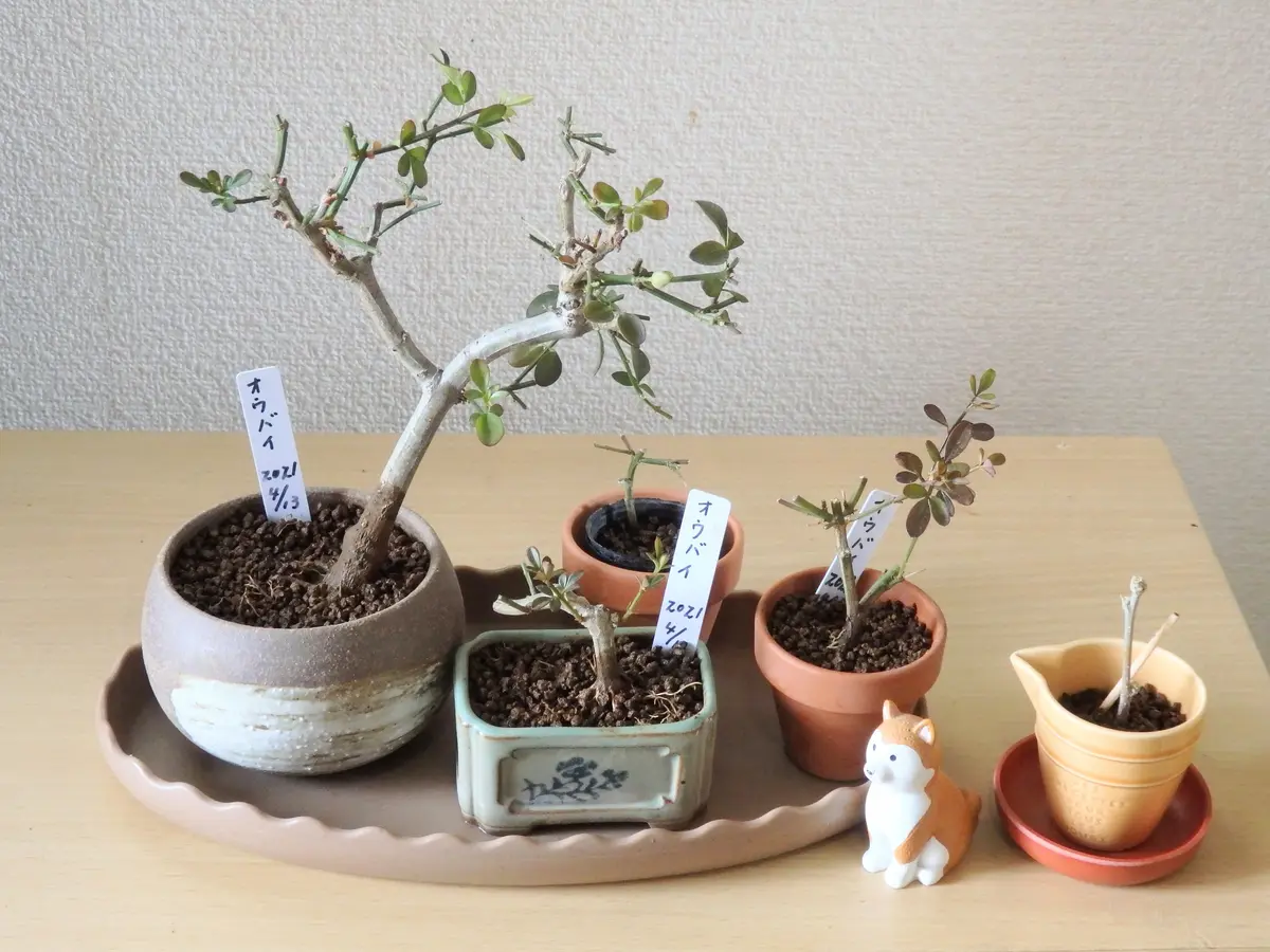 黄梅　小品盆栽　盆栽 黄梅。小品盆栽。