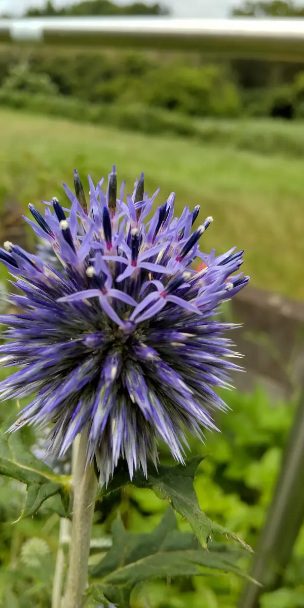瑠璃玉アザミエキノプスドライフラワー花材