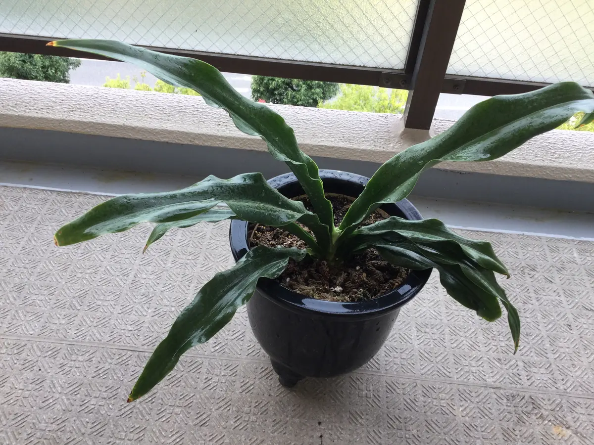 万年青オモト力和3芽