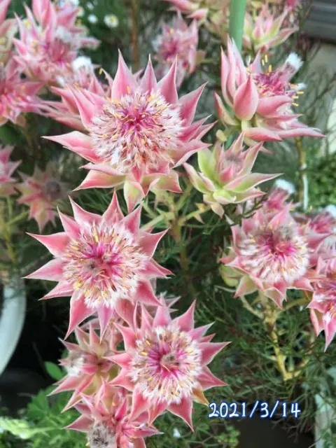 fin：セルリアを来年も開花させらるかチャレンジ❣️｜そだレポ