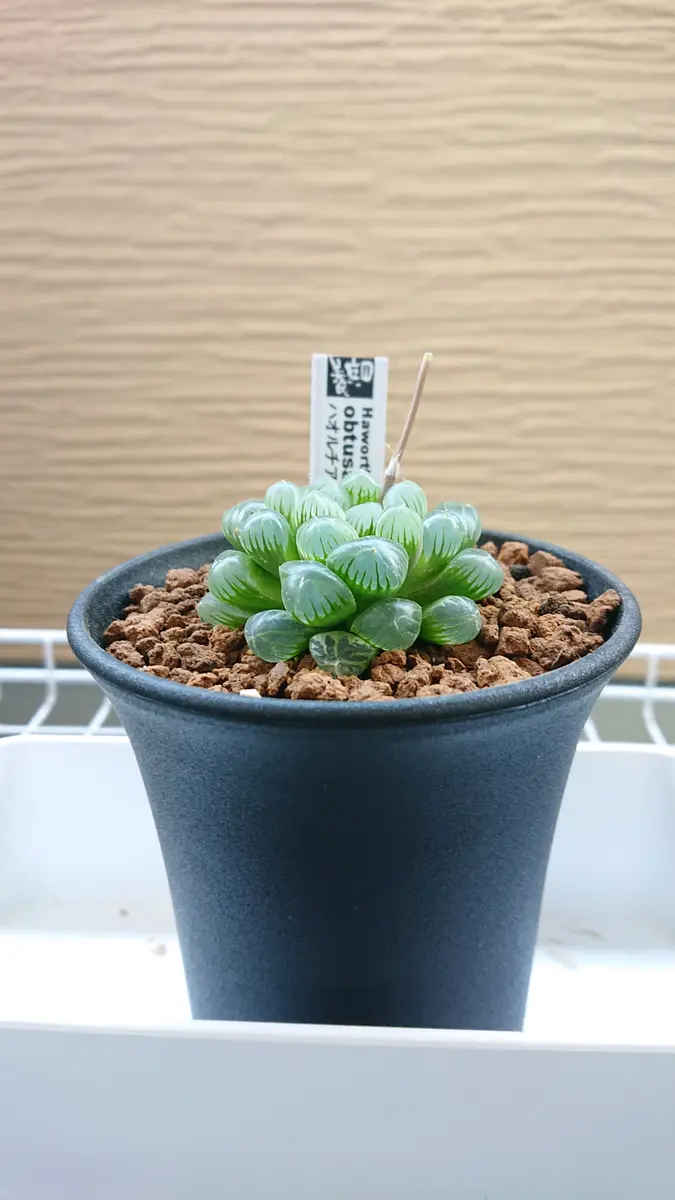 黄鶴　ハオルチア　オブツーサ錦　多肉植物 Yahoo!オークション - ハオルチア オリジナルオブツーサ錦 黄鶴