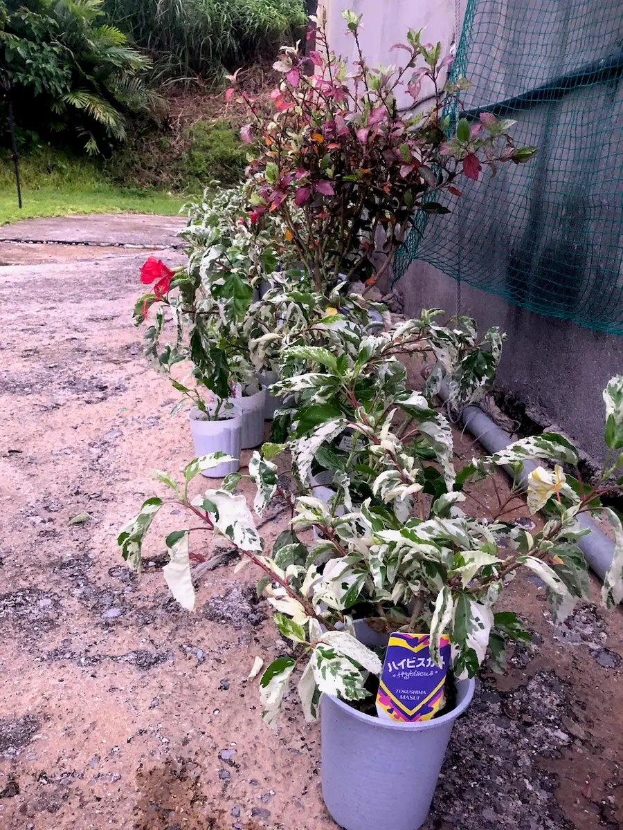 ハイビスカス斑入り|そだレポ(栽培レポート)byマヤサーラ|みんなの ハイビスカス斑入り|そだレポ(栽培レポート)byマヤサーラ|みんなの