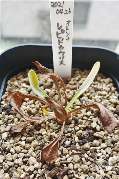 美株 オトンナ レピドカウリス 発根済 2 オトンナ：レピドカウリス 2.5