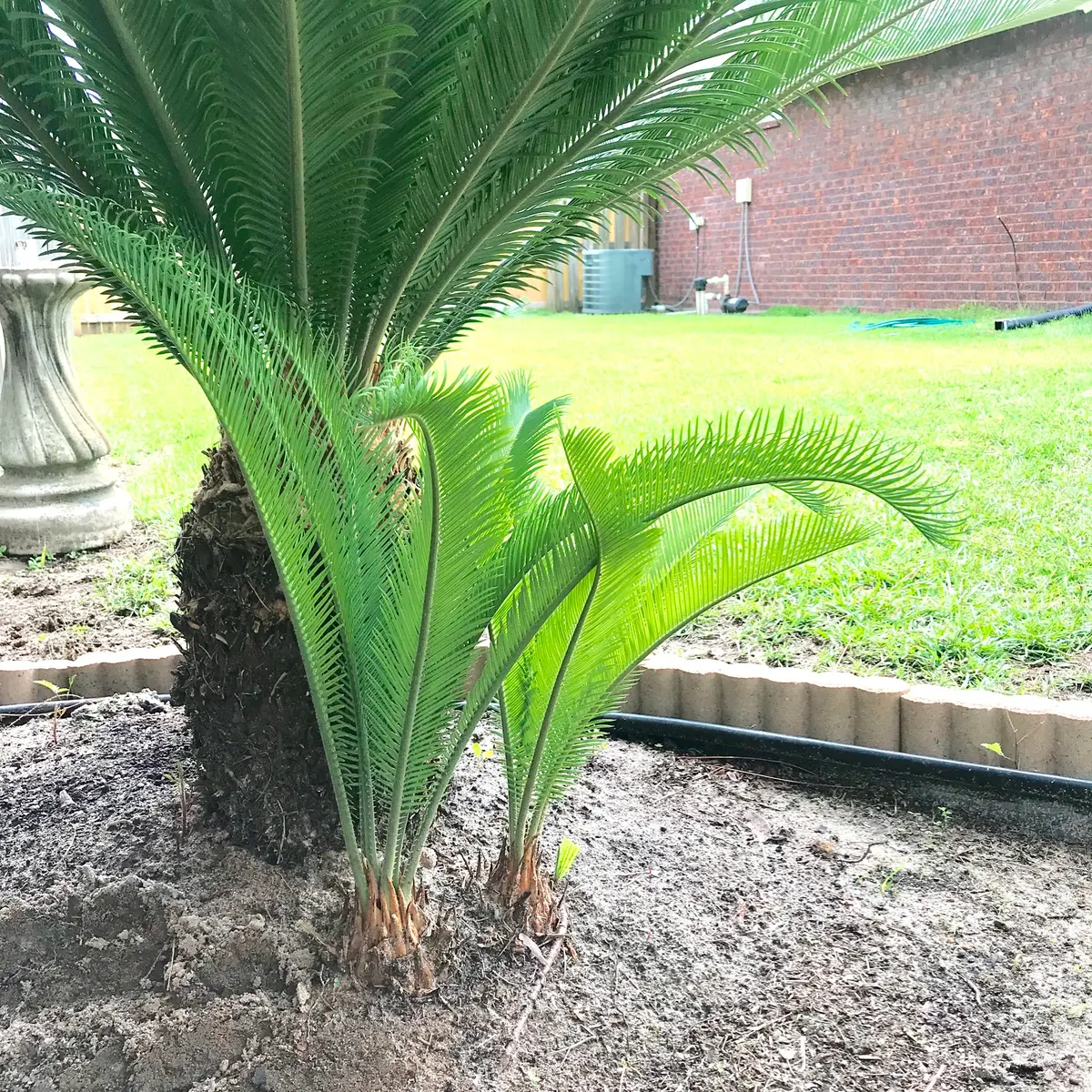 ソテツ　子株　8こセット　①②まとめ ソテツの子株 - ふ～たろの植物日記 ☆ 観葉植物・サボテン