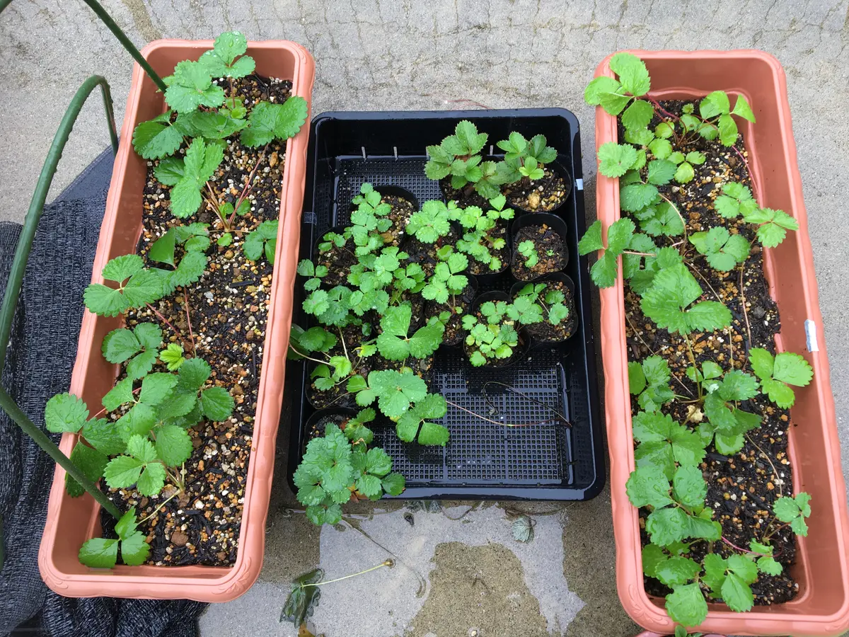 やよいひめを種から｜そだレポ（栽培レポート）byボーダー柄が好き