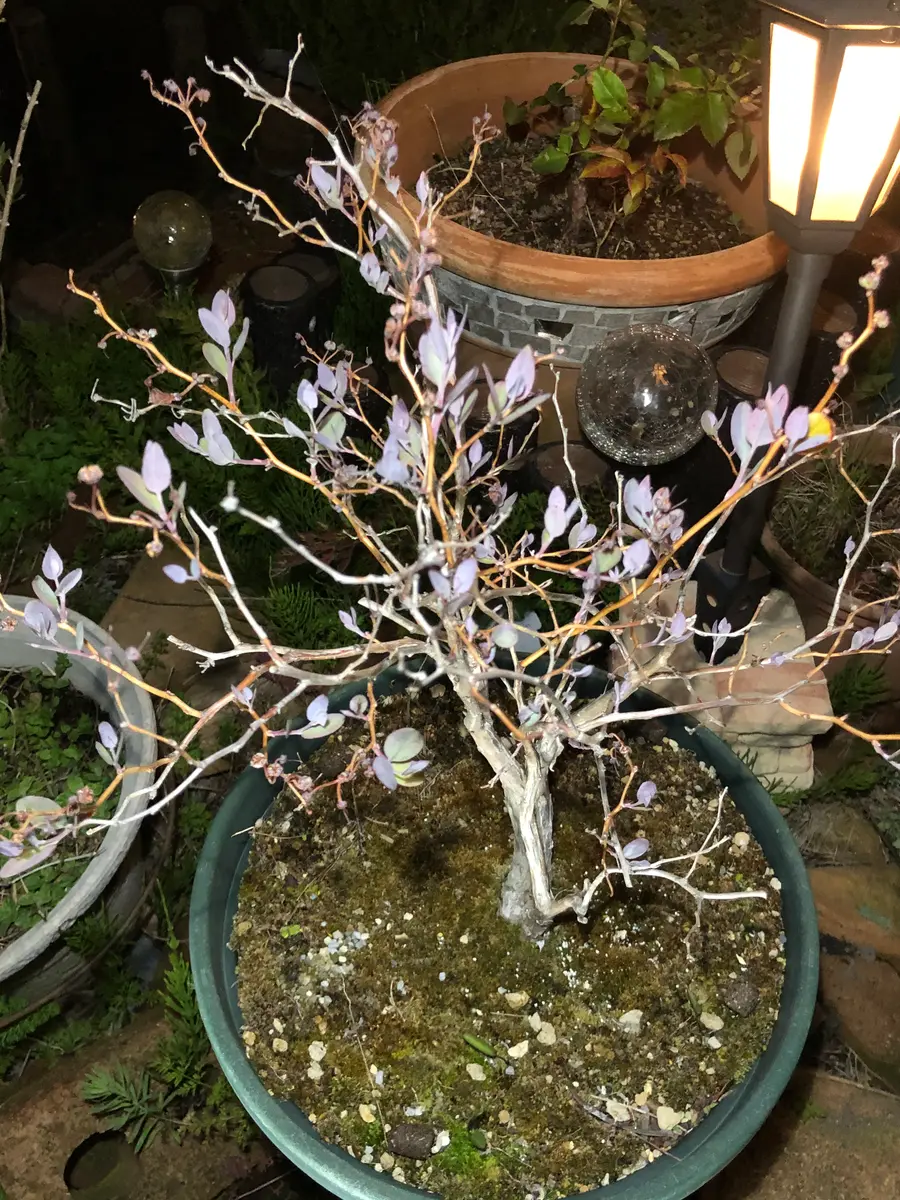 ゼノビア・ブルースカイ 鉢植えと地植えで育てています！｜そだレポ