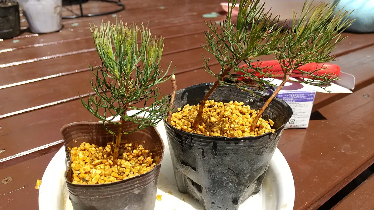 セルリアカルメン増やせるかな｜そだレポ（栽培レポート）byみつぼし