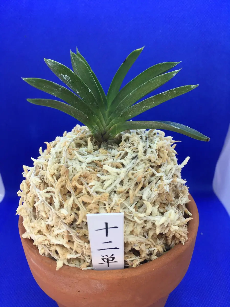 【★安心の定価販売★】 十二単 1｜そだレポ（栽培レポート）byやすみの｜みんなの趣味 その他