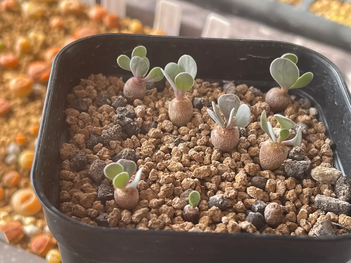 オトンナ カカリオイデス 実生4年目 3個セット オトンナ カカリオイデス 実生4年目 3個セット