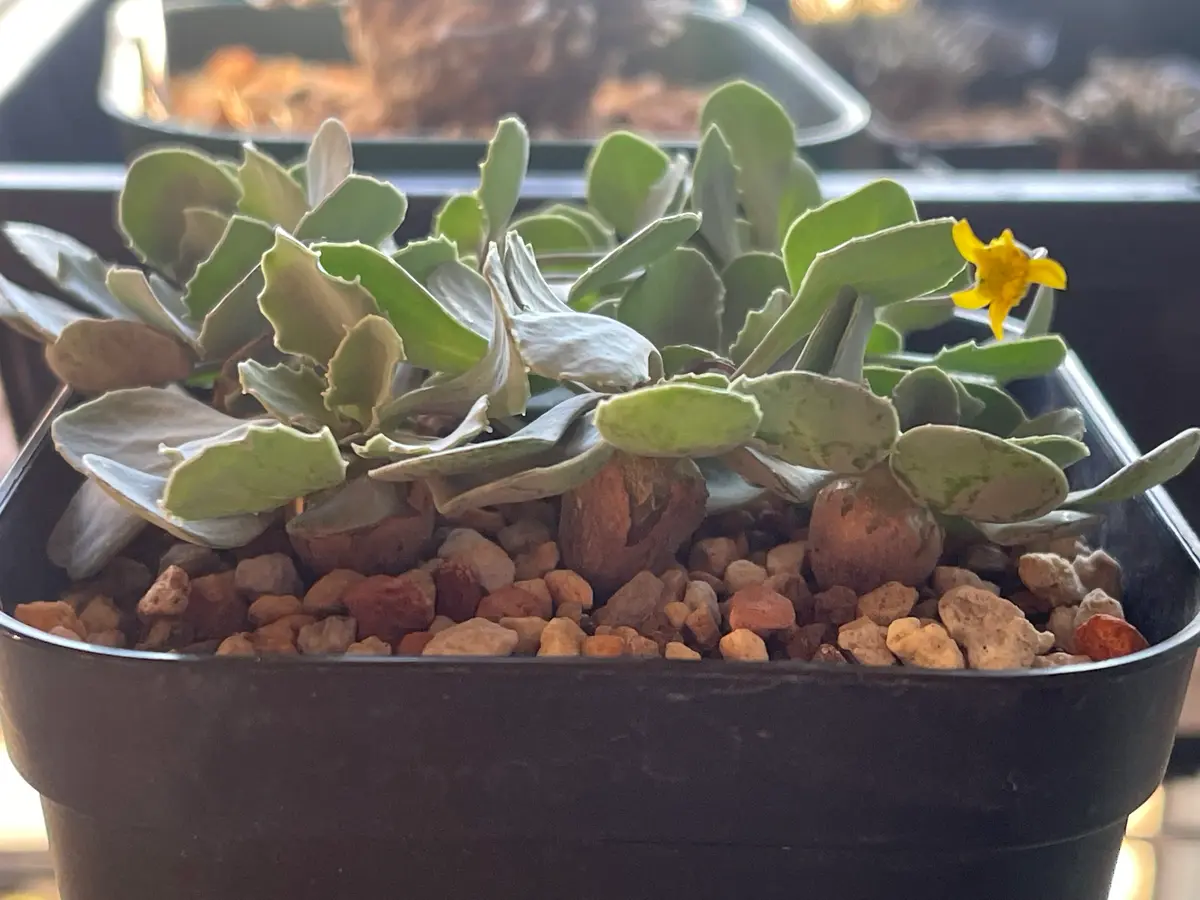 オトンナ カカリオイデス 実生4年目 3個セット オトンナ(オトンナカカリオイデス)｜そだレポ（栽培レポート）byyakumo