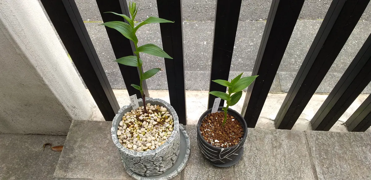 カキラン加賀の緋、黄花素心の花が見たい！｜そだレポ（栽培レポート