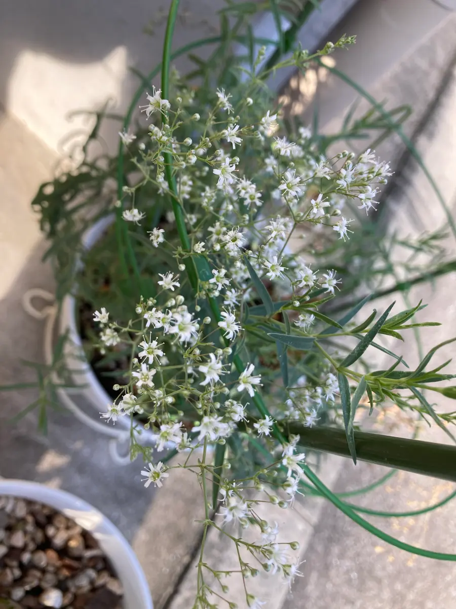 宿根かすみ草｜そだレポ（栽培レポート）by｜みんなの趣味の園芸