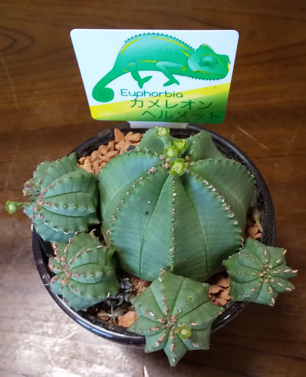 ユーフォルビアカメレオンヘルメット、てっぺんから分かれてき