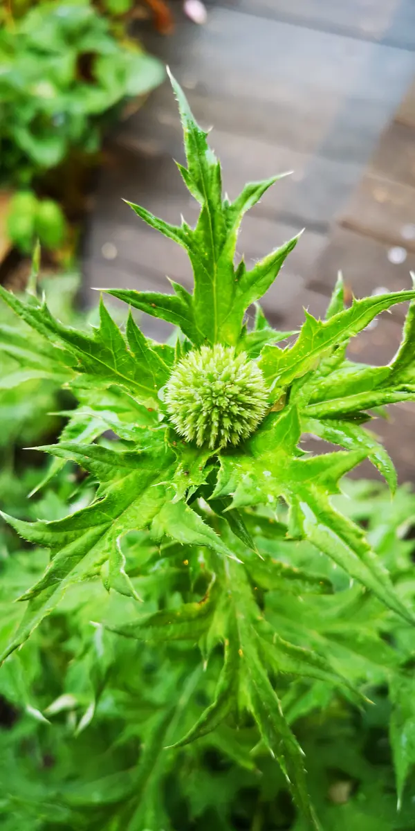 ルリタマアザミを種から 2021年｜そだレポ（栽培レポート）byのみゅ