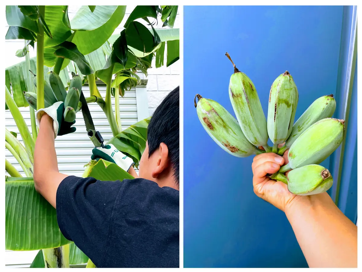 2021〜2023 我が家のアップルバナナ栽培記🍌🍌🍌|そだレポ 2021〜2023 我が家のアップルバナナ栽培記🍌🍌🍌|そだレポ