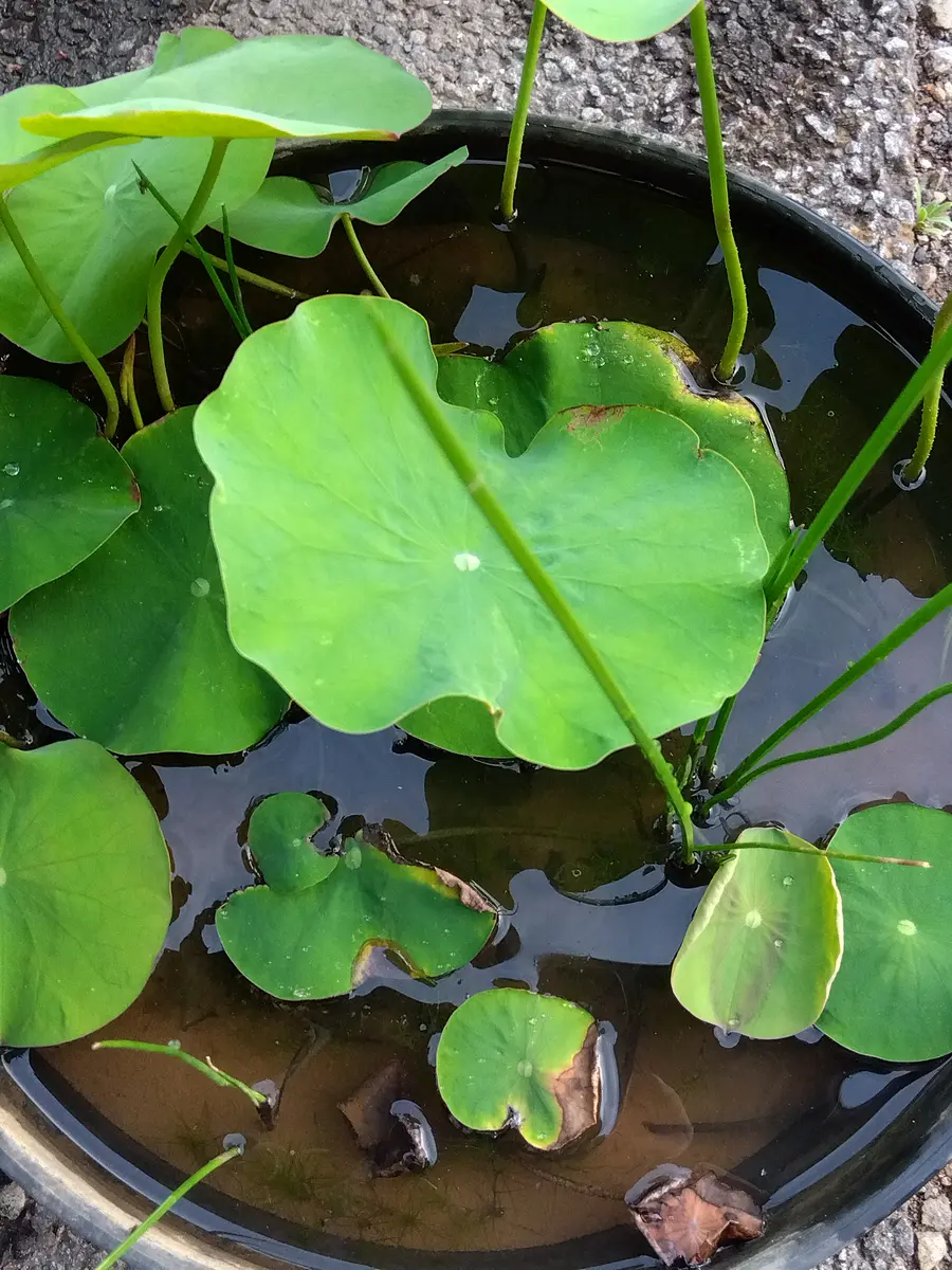初めてのハス栽培⭐️花を咲かせよう🎵｜そだレポ（栽培レポート）byた
