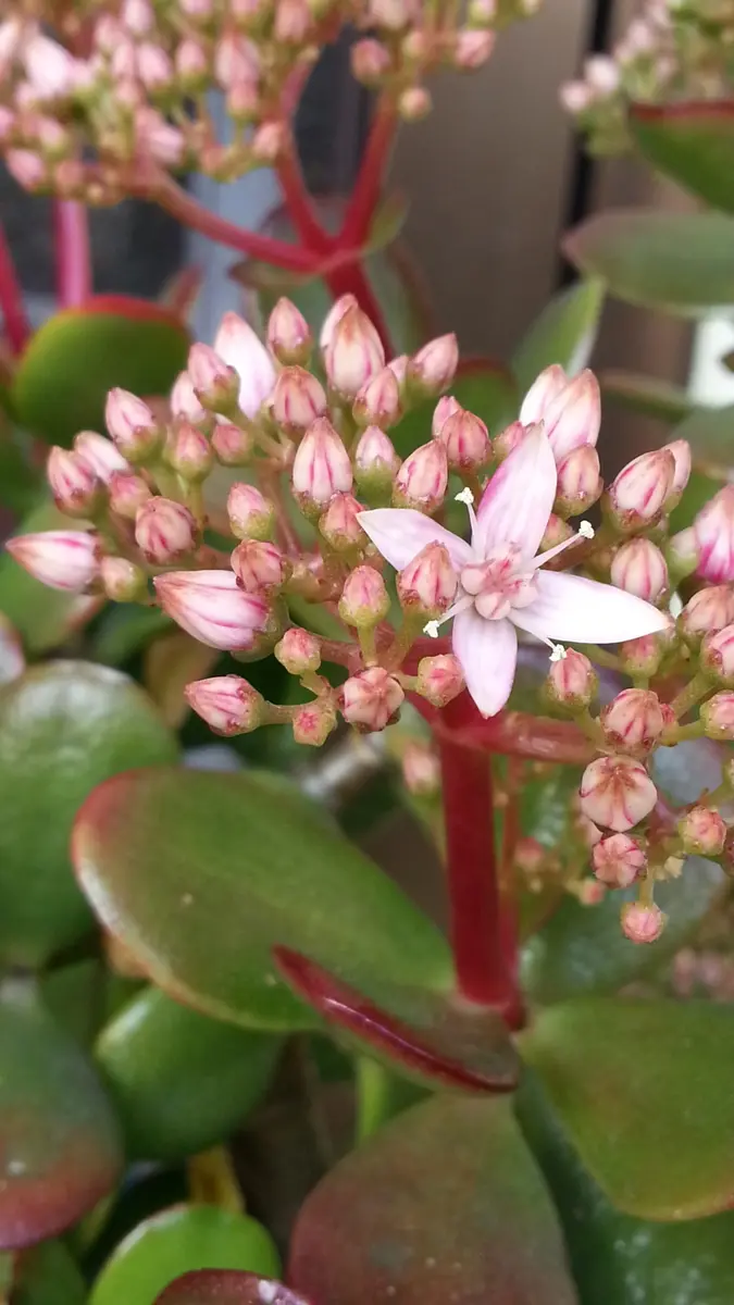 金のなる木に花を咲かせましょう。｜そだレポ（栽培レポート）by浦桜 