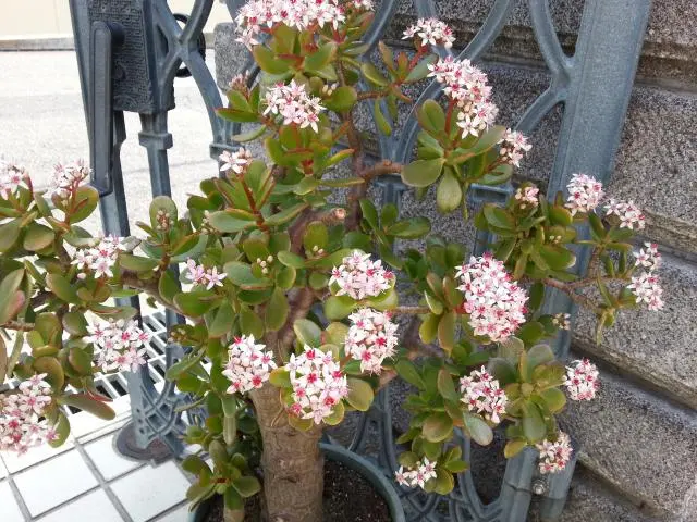 金のなる木に花を咲かせましょう。｜そだレポ（栽培レポート）by浦桜