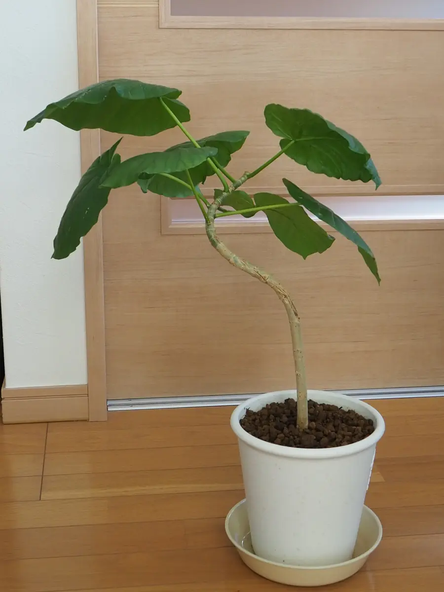 フィカス・ウンベラータ/155cm□大きく2つに枝分かれし大きな葉