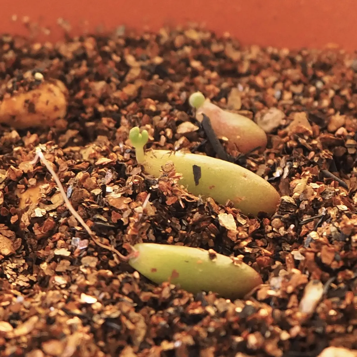 多肉植物ホワイトワンダー ＋ 虹の玉 カット 葉挿し