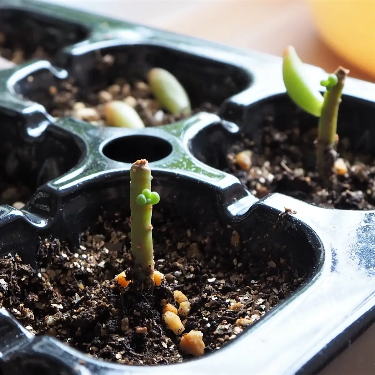 多肉植物　ホワイトワンダー ＋ 虹の玉 　 カット 葉挿し 虹の玉葉挿し｜🍀GreenSnap（グリーンスナップ）