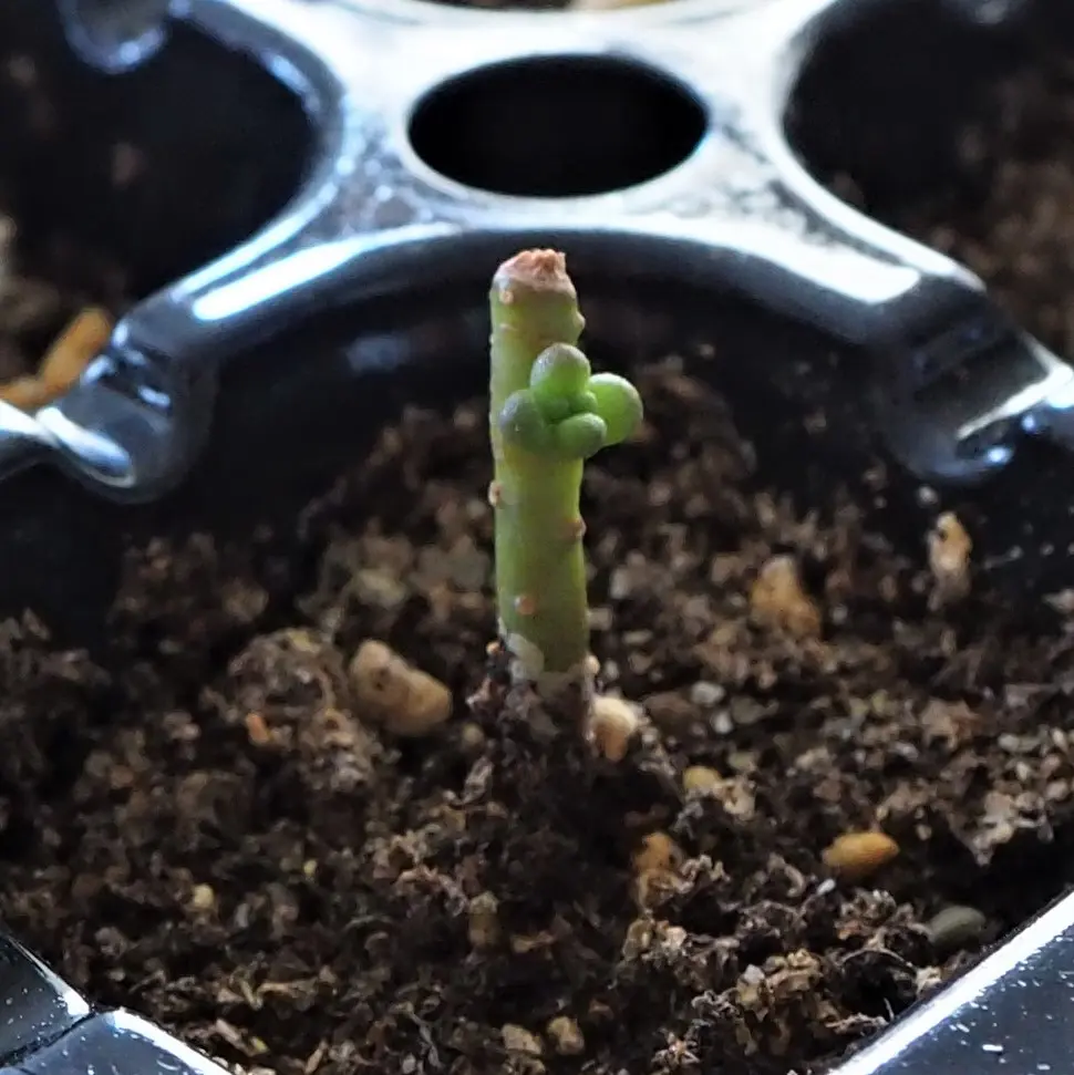 多肉植物　ホワイトワンダー ＋ 虹の玉 　 カット 葉挿し 多肉植物ホワイトワンダー ＋ 虹の玉 カット 葉挿し