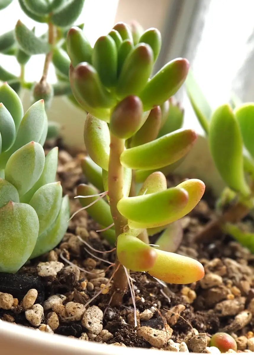 多肉植物　ホワイトワンダー ＋ 虹の玉 　 カット 葉挿し 多肉実験】虹の玉チャレンジ!!と半分葉挿しは育つのか？ - YouTube
