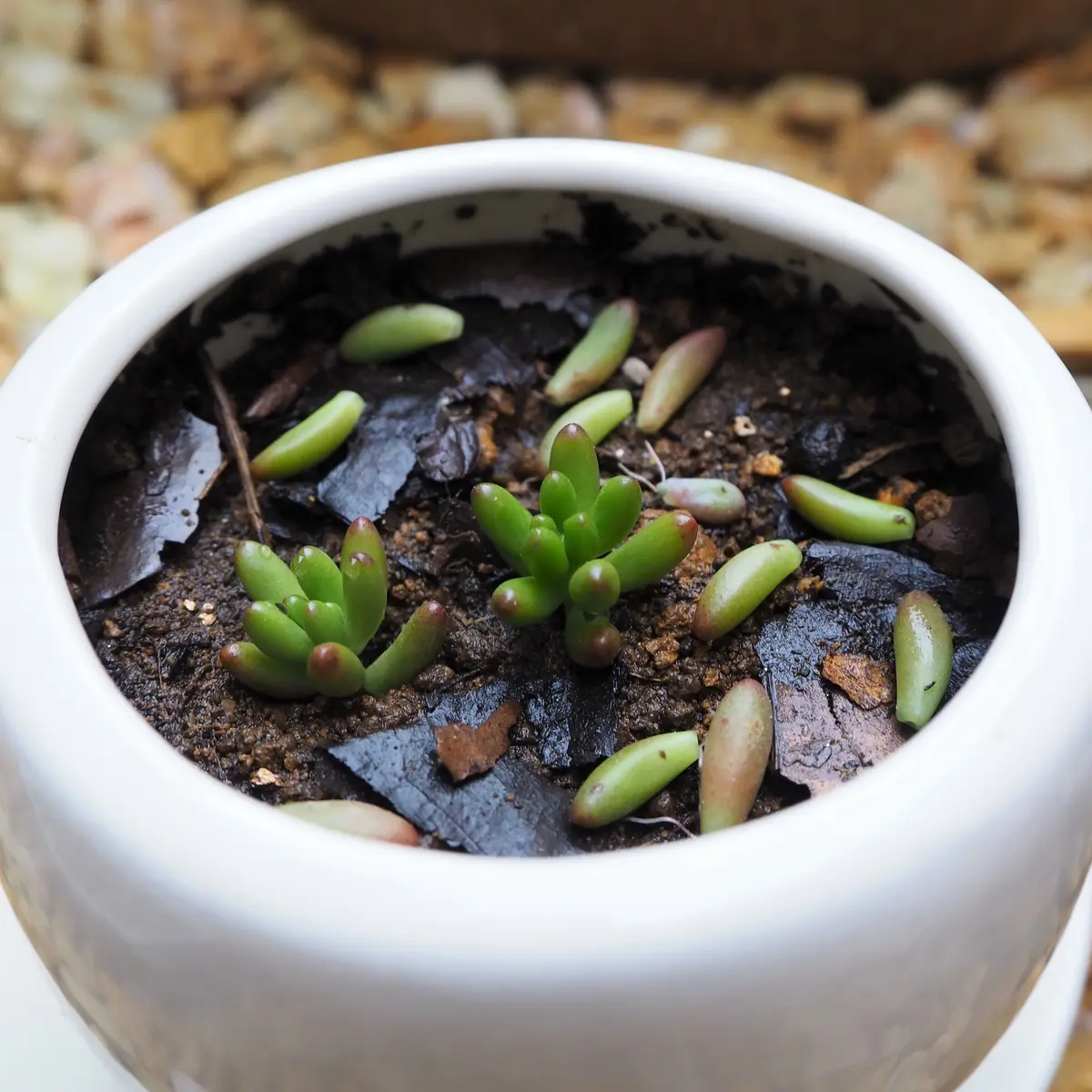 多肉植物ホワイトワンダー ＋ 虹の玉 カット 葉挿し