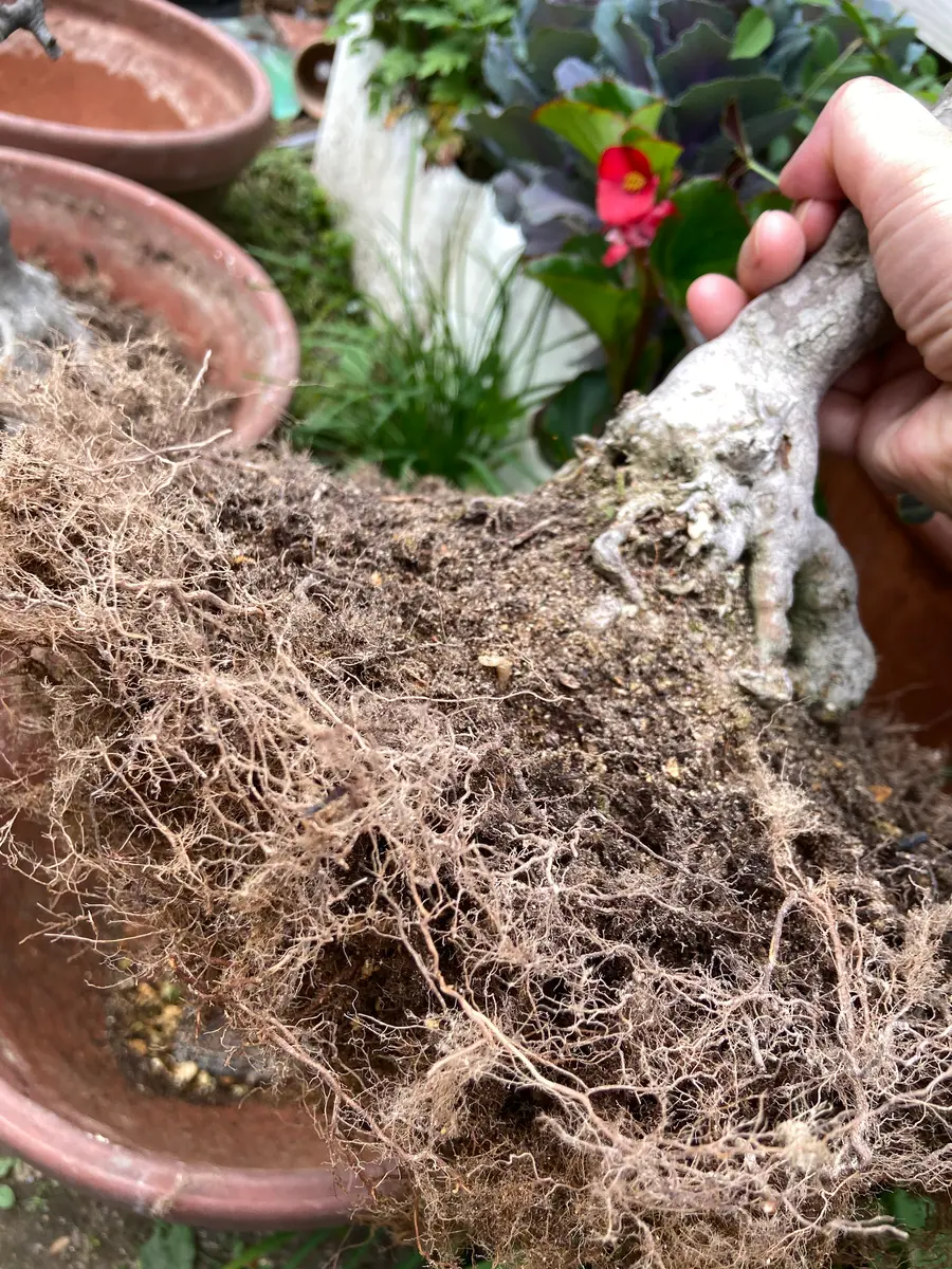 サツキ復活大作戦｜そだレポ（栽培レポート）byそらうみ｜みんなの趣味