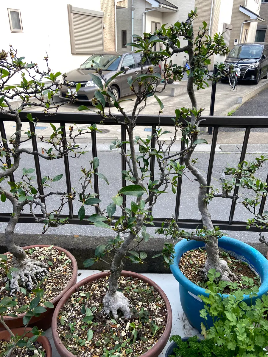 サツキ復活大作戦｜そだレポ（栽培レポート）byそらうみ｜みんなの趣味