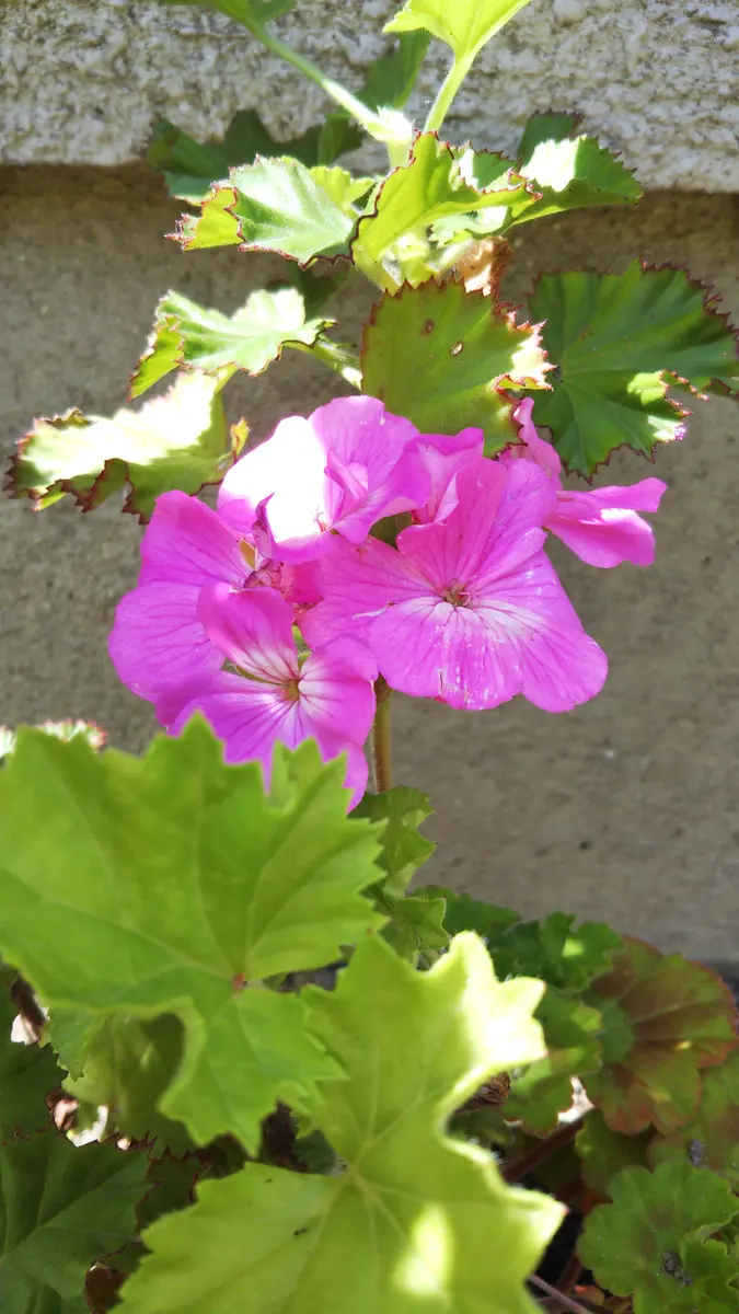 2020-2022ゼラニウム一家増殖｜そだレポ（栽培レポート）byぶた