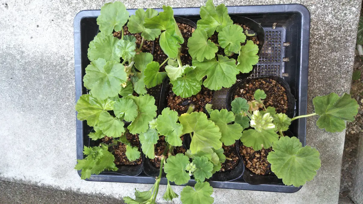 植木力の作品本物です。 PW マンガベ・シルバーフォックス アンバサダーじゃない成長記録