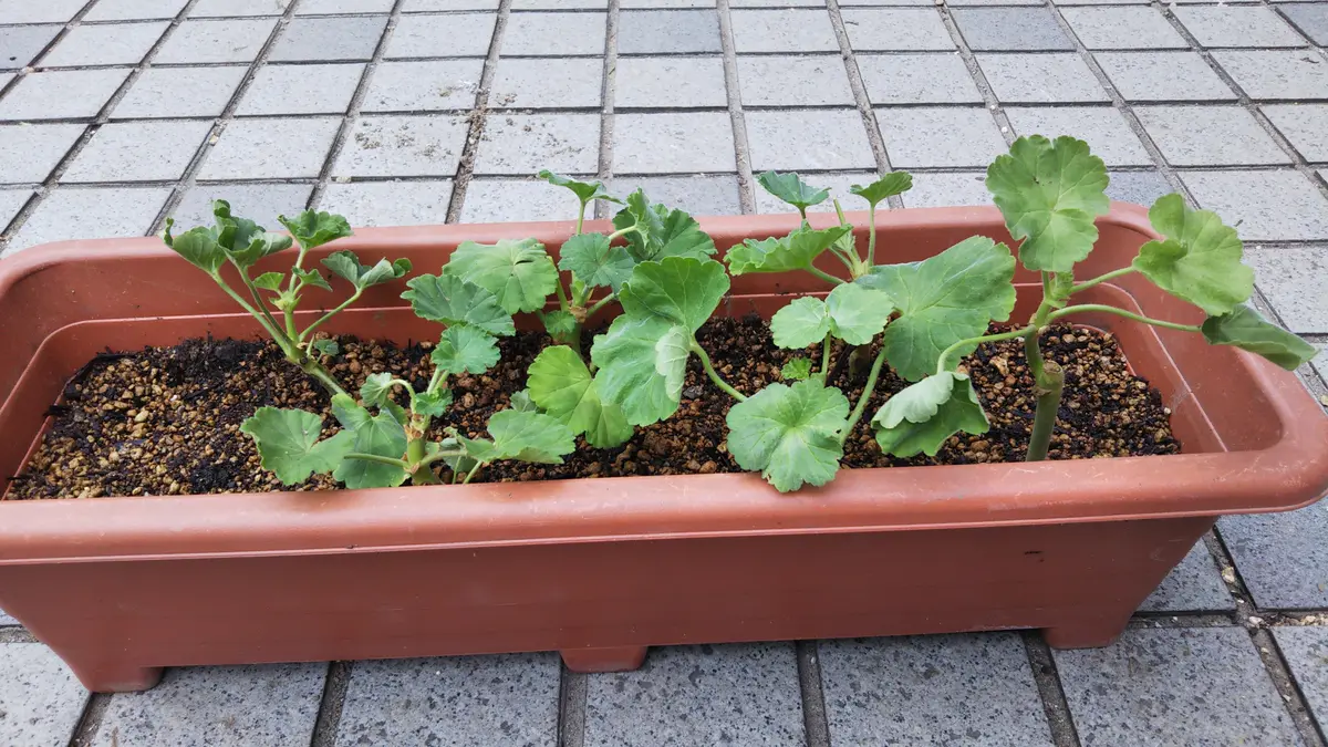 2020-2022ゼラニウム一家増殖｜そだレポ（栽培レポート）byぶた