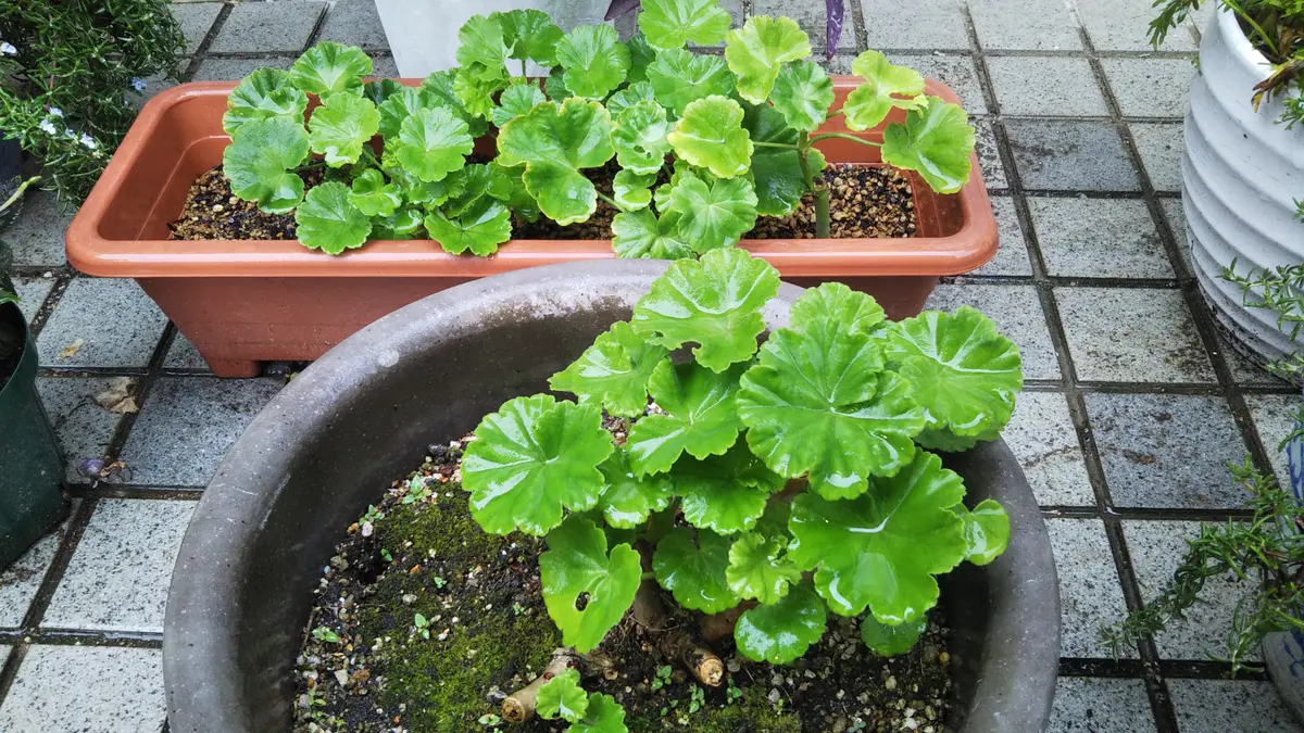 2020-2022ゼラニウム一家増殖｜そだレポ（栽培レポート）byぶた