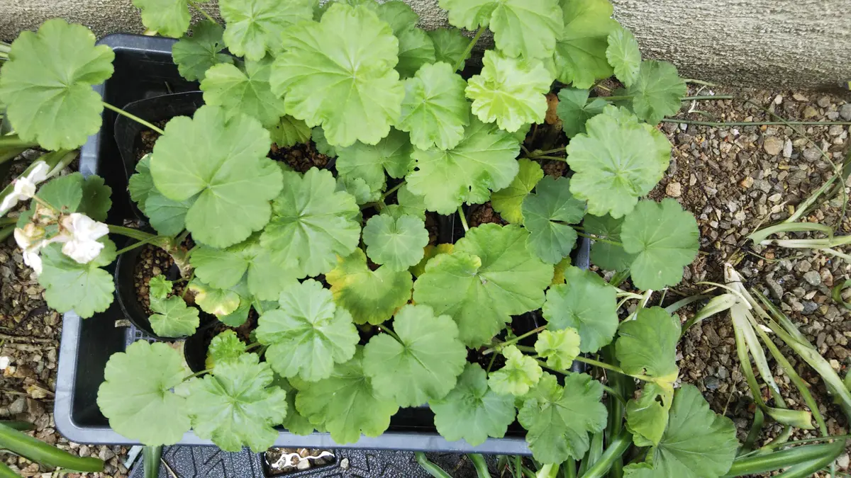 植木力の作品本物です。 楽天市場】植木鉢 HONEYBEE ミルクポットプランター Lサイズ